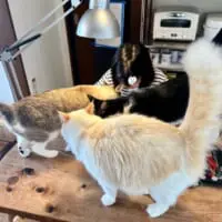 まるで家庭教師？4匹の猫ちゃんたちが冬休みの宿題を応援
