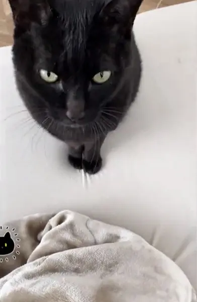 飼い主さんの方をチラッと見るろんくん
