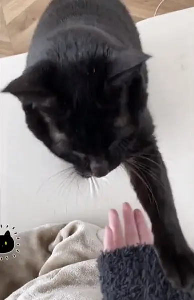 飼い主さんが手で受けます