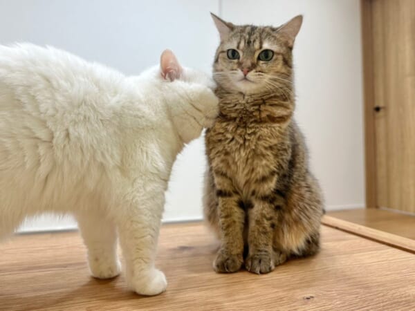 猫だって「猫吸い」したい！顔をうずめて匂いを堪能する姿にほっこり