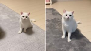 「構ってほしいニャ」眉間にシワを寄せて飼い主を見つめる姿を一年前と比較！