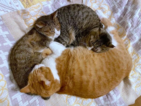 ご利益がありそう！3匹の猫による奇跡のキャットトライアングル