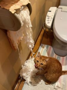 まさに悪魔……！トイレットペーパーをズタズタにしてドヤ顔を披露する猫