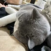 撫でて！遊んで！飼い主べったりな甘えんボーイ猫がでっかわいい。