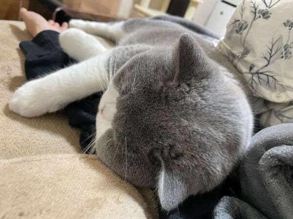 撫でて！遊んで！飼い主べったりな甘えんボーイ猫がでっかわいい。