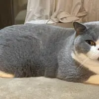 飼い主以外には人見知りな内弁慶猫・八海山くん。