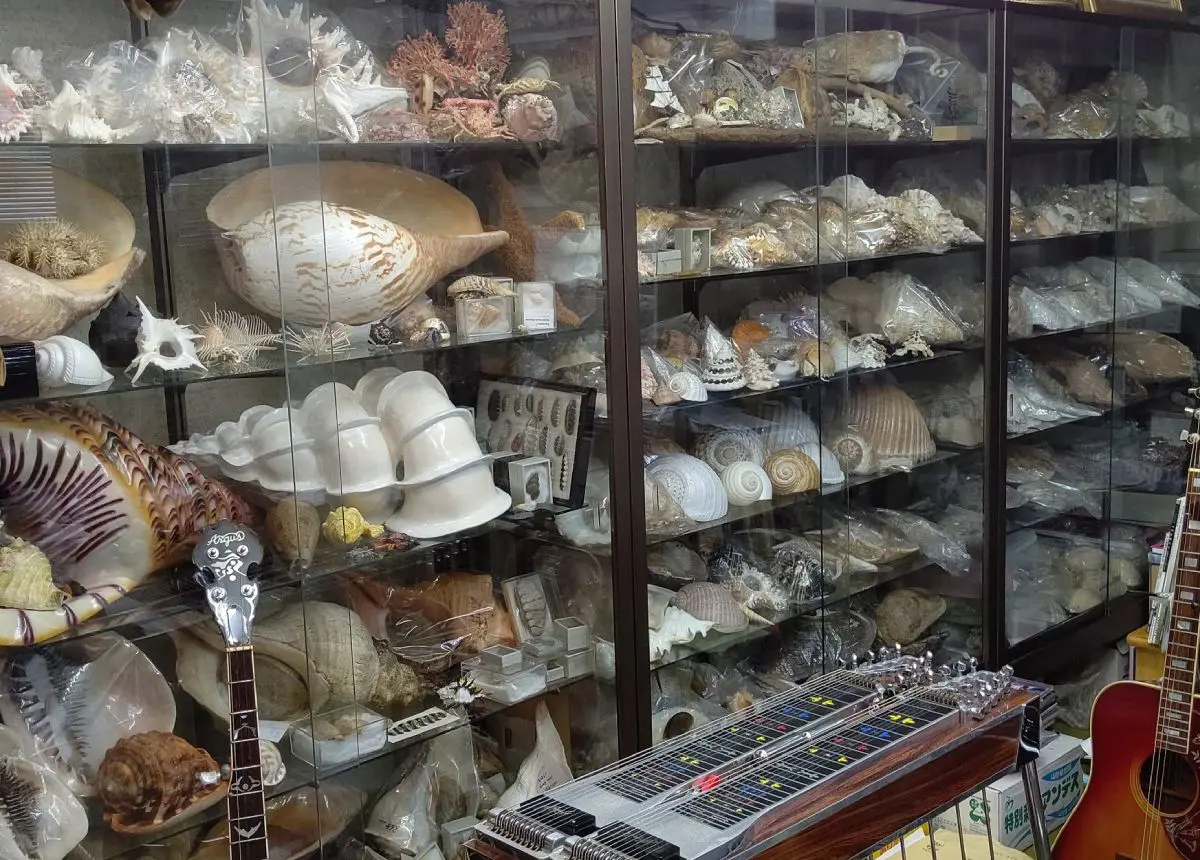 あぁ素晴らしきセカイ その道50年超の貝マスターがコレクションを紹介