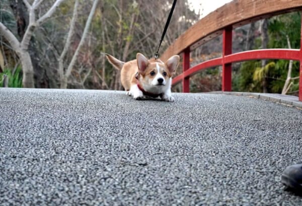 思ってたんと違う。見知らぬ散歩コースにたじろぐわんこ。