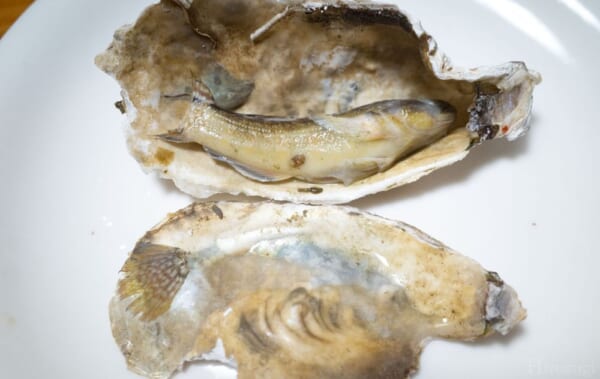 冬の味覚から触れる海の神秘。焼き牡蠣から現れた魚に自然の厳しさを教わる。