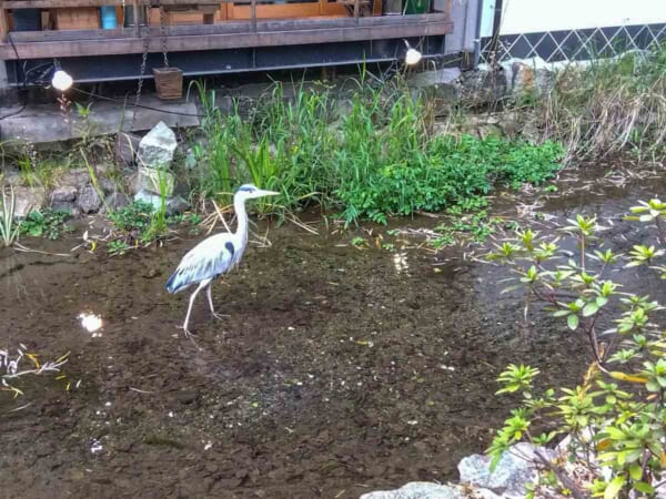 イシイマサトさんが京都市内の高瀬川で撮影したアオサギ（イシイマサトさん提供）