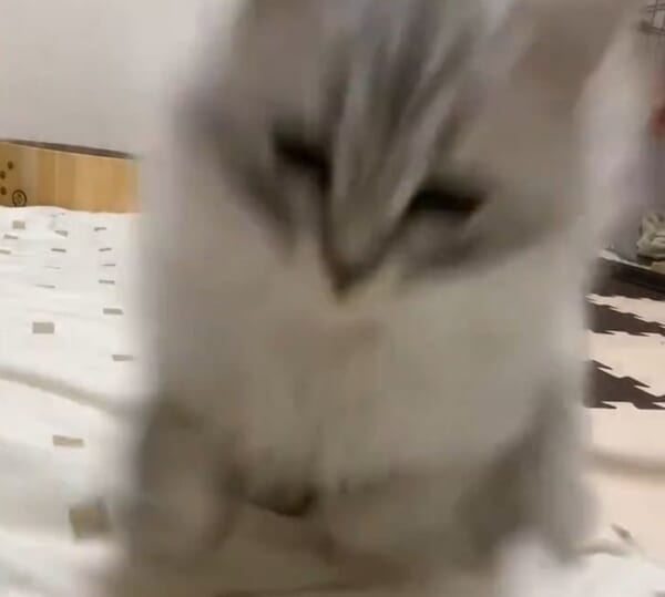よーいドン！カメラに向かって元気よく突進する子猫ちゃん。