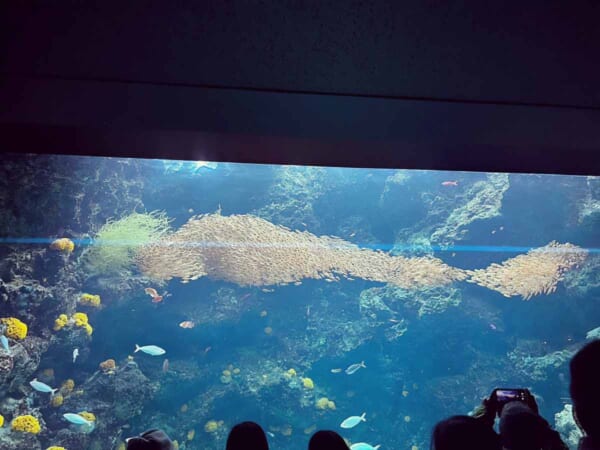 小魚の大群が大きな魚のようなフォルムに（じょうだんさん提供）