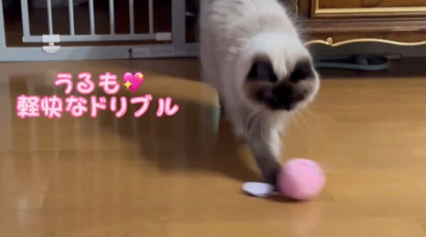 目指せワールドカップ！猫選手が華麗なドリブルを披露。