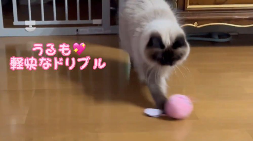 目指せワールドカップ！　猫選手が華麗なドリブルを披露