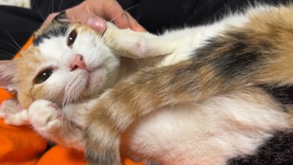 「甘え方がかなりおかしい」クセ強ポーズでゴロゴロする三毛猫さん