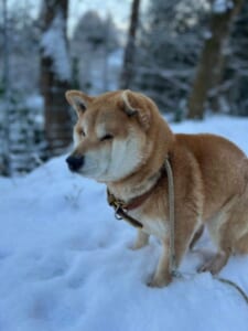 雪で犬は喜ばない　顔をすぼめて震える柴犬が抱きしめたくなるかわいさ
