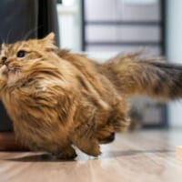 気分は競走馬？鮮やかにコーナーを駆け抜ける猫の躍動感がスゴイ