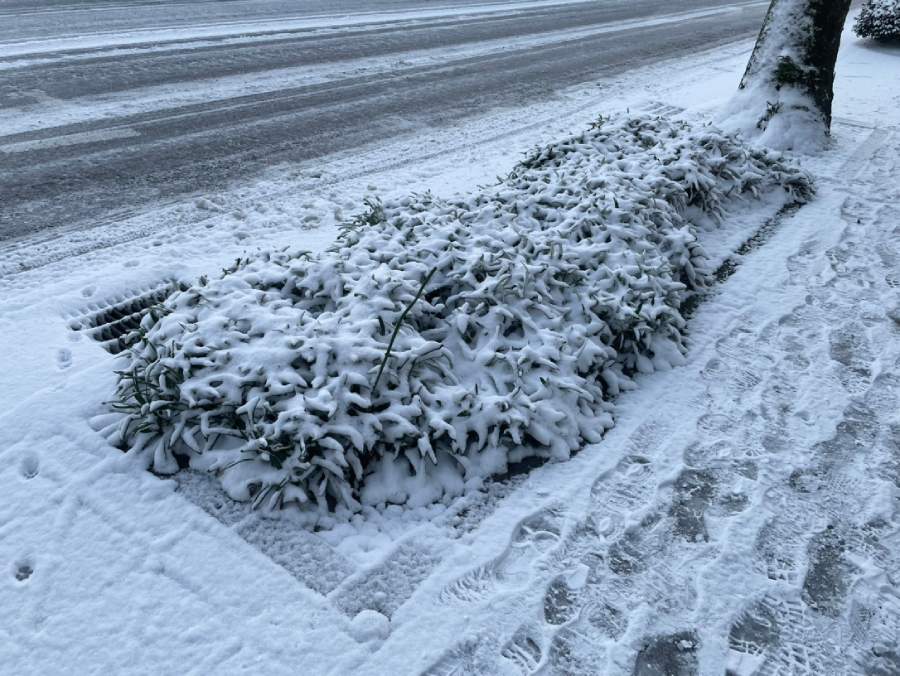 道路脇の植栽