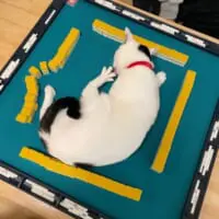 麻雀中の卓上で猫ちゃんがのんびり爪のお手入れ　「絶対に今ここじゃない」