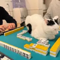 リーチしているので荒らされたくない飼い主さん