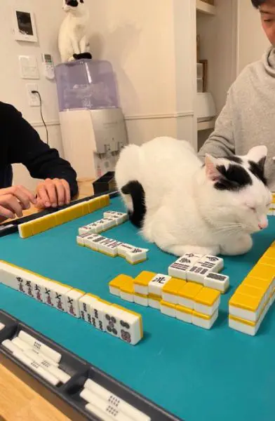 リーチしているので荒らされたくない飼い主さん