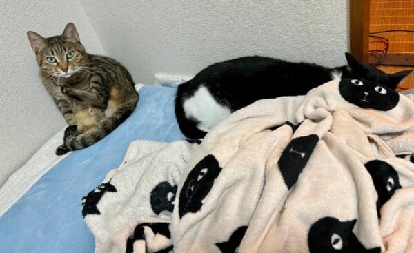 2匹と目が合っている方思いきや