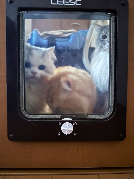 「飼い主さんが心配ニャ……」　小窓から心配そうに見つめる猫たちが尊すぎる