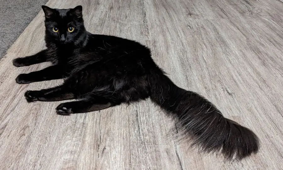 黒猫のモアさん