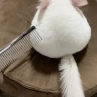チンチラがおにぎりに擬態！愛おしすぎる三角塩むすび