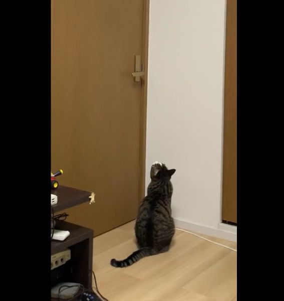 動画で公開された全容では、ドア前で佇む豆苗くんの姿が。