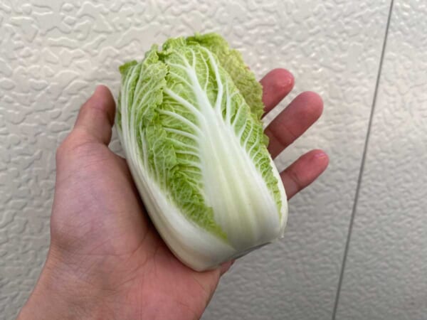 通常サイズの早生品種「無双」をプランター栽培したらミニサイズの「手乗り白菜」に（まつもとさん提供）