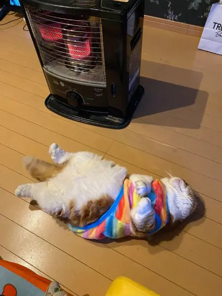 たまりませんニャあ。心地が良すぎて「ラッコ」になってしまったストー部員猫。