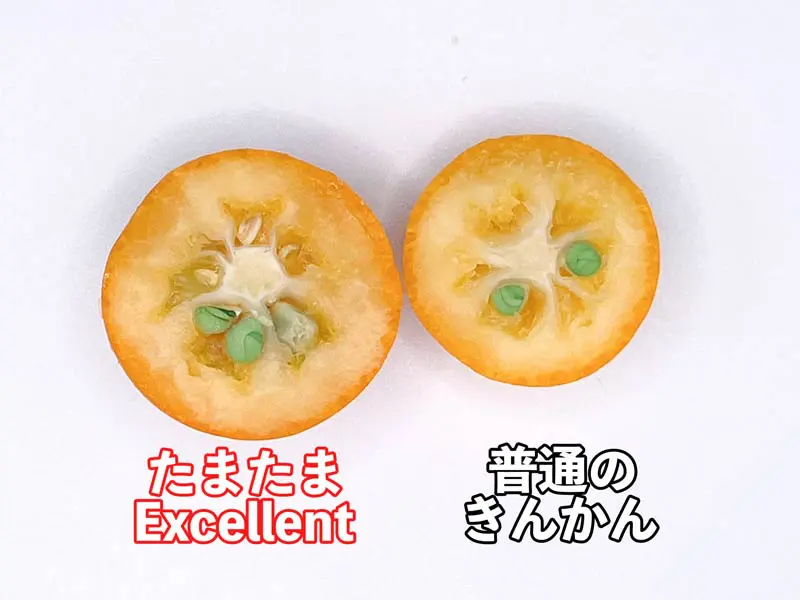 普通のきんかんとたまたまExcellentの断面比較