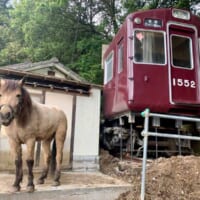 元能勢電鉄1500系1552号と吉川八幡神社の御神馬「いづめ」号（吉川八幡神社提供）