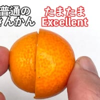 普通のきんかんとたまたまExcelent、の大きさ比べ