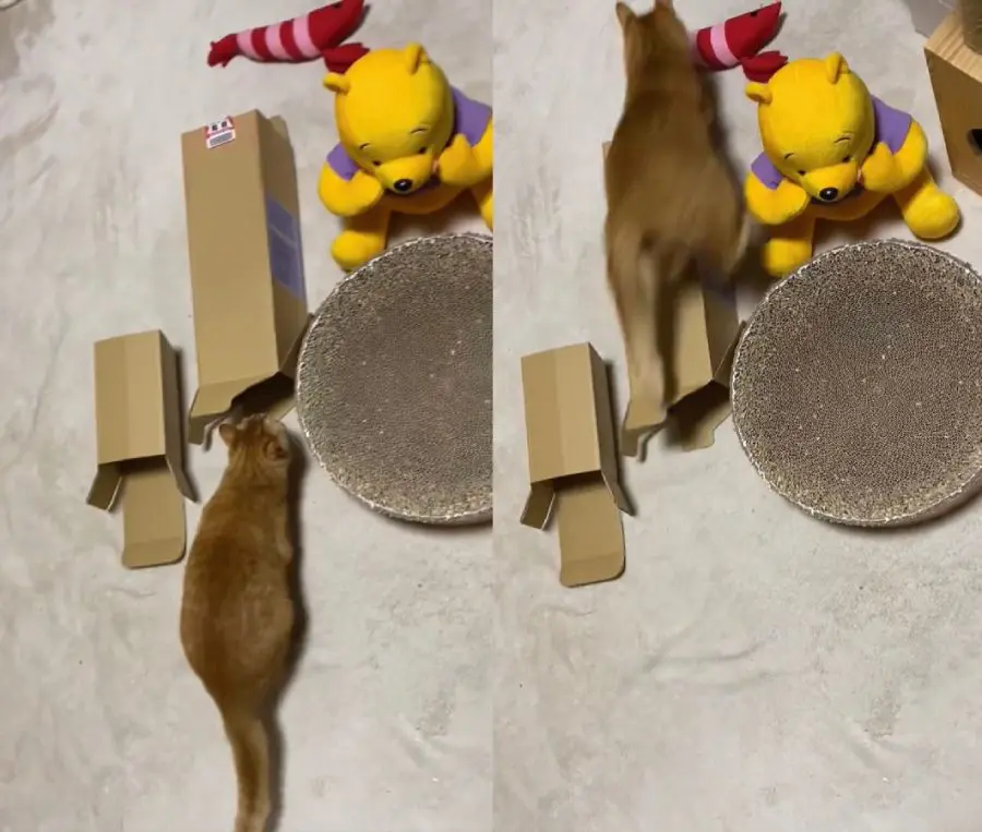 しそうでしないフェイント猫に飼い主翻弄される 「今日も裏切られた」