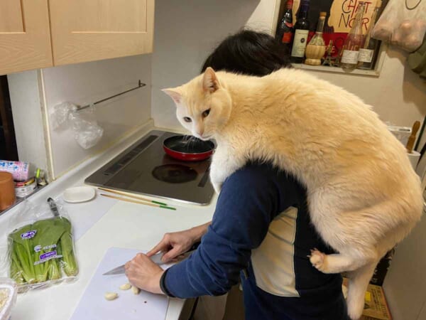 こいずみさんの肩越しに調理の様子を見守るマロくん（こいずみまりさん提供）