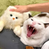 「こっちが本物ニャ！」ぬいぐるみに対して猫ちゃんが猛抗議？