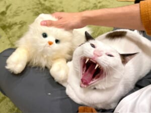 「こっちが本物ニャ！」ぬいぐるみに対して猫ちゃんが猛抗議？