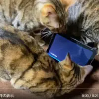 「アレクサ、ネコの鳴き真似をして」で続々と集まってくるネコたち