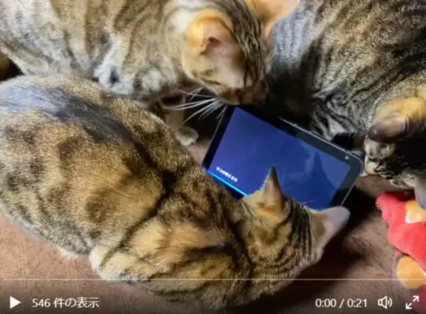 「アレクサ、ネコの鳴き真似をして」で続々と集まってくるネコたち
