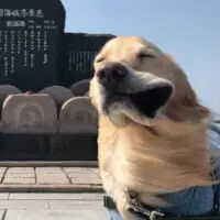ああ津軽海峡イヌ景色　強風に吹かれて変顔になってしまったワンちゃん