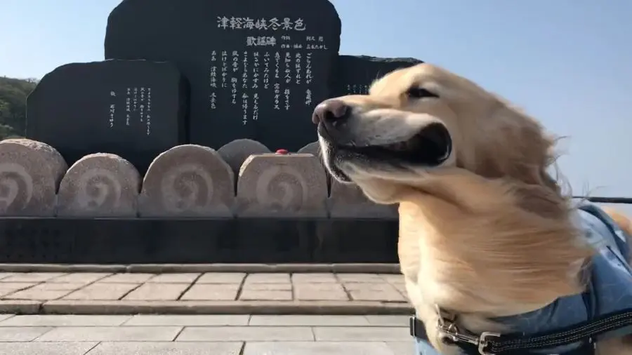 ここまで口が膨らむのは非常にレアなケース
