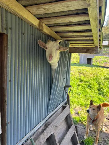 ヤギの飼育小屋で珍事件発生　大脱走劇の結末は現行犯で確保