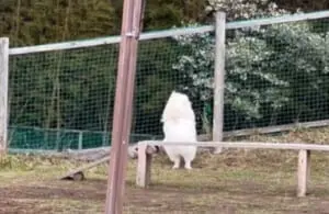 ドッグランで飼い主を探す犬