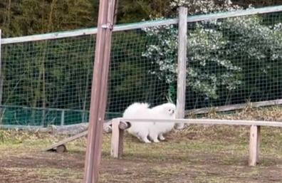 ふと飼い主さんの姿が見えないことに気が付きます