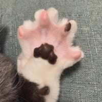 「肉球の見せ方のお手本」　猫ちゃんの開いたおててが愛しすぎる