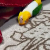 ヌルヌルと動く華ちゃん