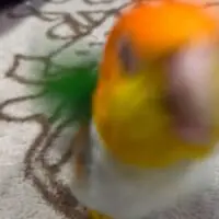 急に飛び掛かる華ちゃん