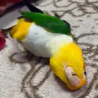 まるで蛇のように動きます